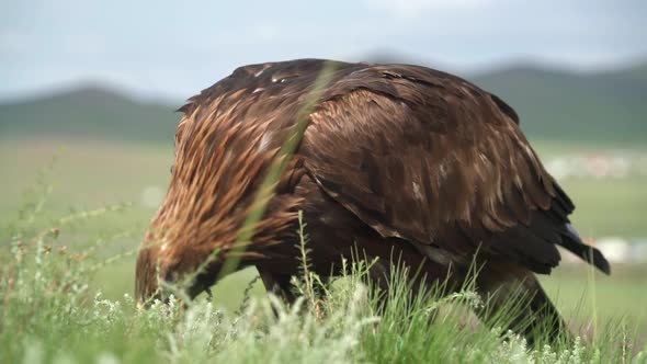 A Free Wild Golden Eagle Bird Eating in Natural Habitat of Green Meadow alt