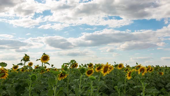 Yellow Sunflowers And Clouds, Time Lapse, 4k