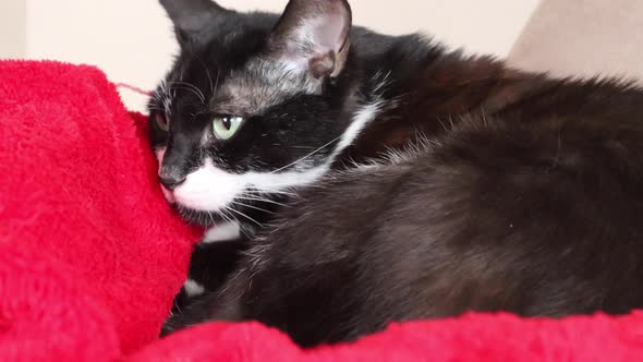 Bicolor Cat Playing With A Person While Resting On A Red Blanket - close up alt