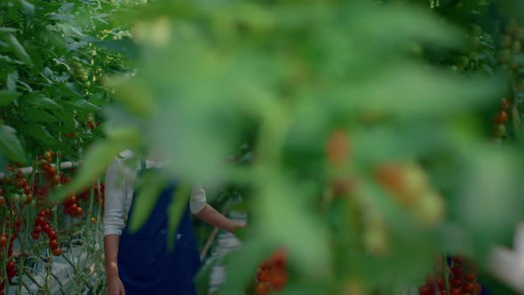 Farm Workers Examining Tomatoes Vegetable Growth in Modern Plantation House alt