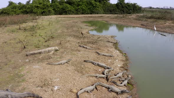 As a drought hits the Brazilian Pantanal, Yacare Caiman alligators are left starving in a small wate alt