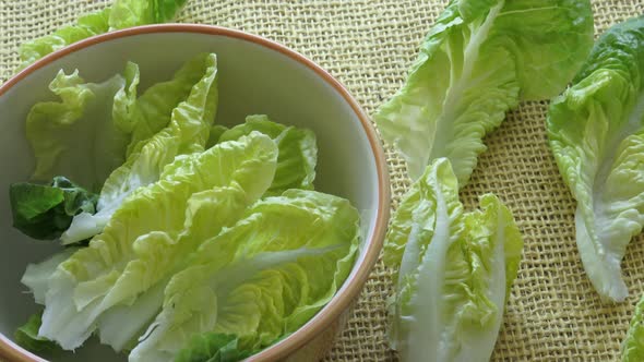 Fresh green lettuce.