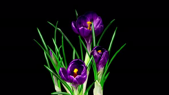 Violet Flowers Crocuses Blooming and Withering in Time Lapse alt