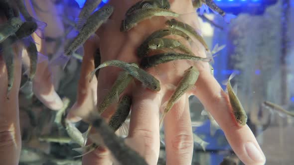 Woman Puts Her Hands in Aquarium with Red Garra or Garra Rufa Fishes Also Known As Doctor Fish or alt