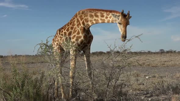 Wild African Giraffe Eating Bush Leaves In Desert Area Of Okavango Delta