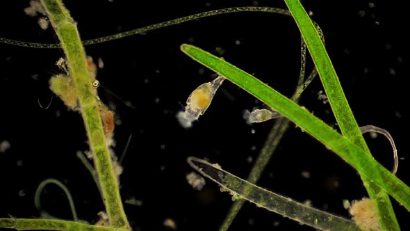 Microscopic rotifera filter feed among aquatic plants. alt