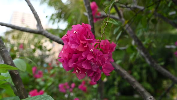 Pink Magenta Bougainvillea Tropical Tree Flowers Slow Motion Video