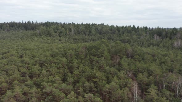 AERIAL: Reveal of Majestic Pine Forest Panorama with Cloudy Dull Sky