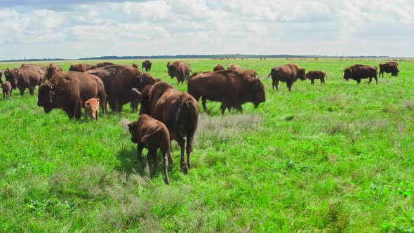Buffalo Wildlife Animal Park Population Flock Nature Travel alt