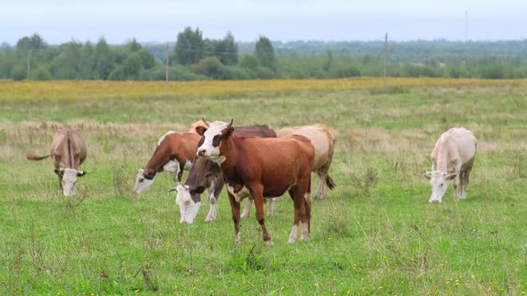 Cows in the Meadow Eat Juicy Grass on a Summer Day