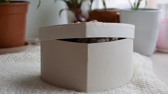 Pretty Scottish Fold Kittens Sitting in a White Gift Box