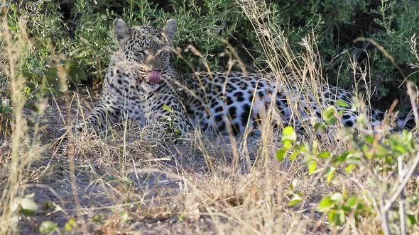 African Leopard rests peacefully in the shade on a hot day in Botswana alt