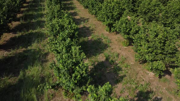 Hazelnut Organic Field Agriculture Cultivation alt