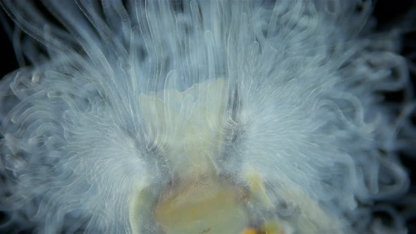 Worm Polychaeta of Family Terebellidae Under the Microscope Phylum Annelida alt