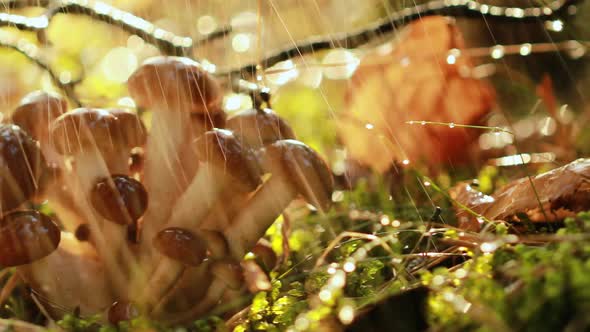 Armillaria Mushrooms of Honey Agaric In a Sunny Forest in the Rain alt