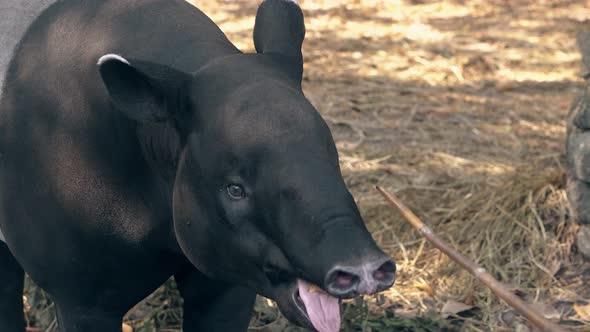 Clever Black and Gray Tapir Eats Banana From Stick in Zoo alt