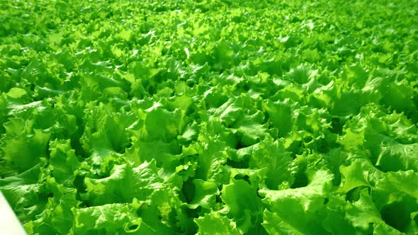 Grow Lettuce Closeup in the Greenhouse alt
