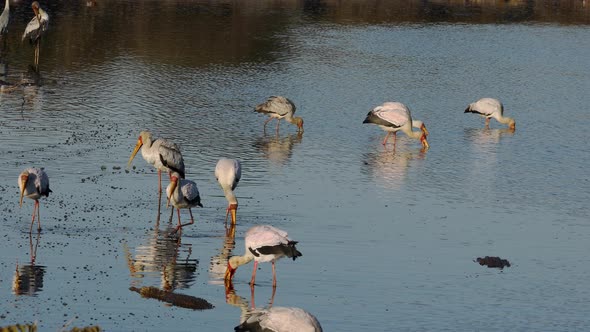 Foraging Yellow-Billed Storks - Kruger National Park alt