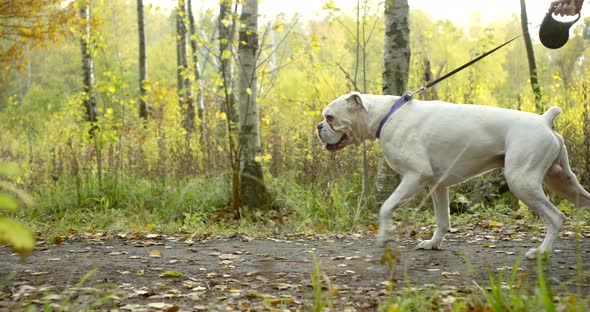 Close - Up of a Girl in a Coat and Shoes. She Walks on the Forest More Often with Big a White Dog alt