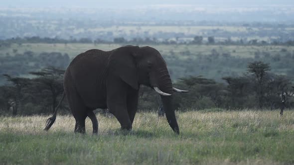 Landscape view of a elephant eating in the Kenyan savannah, Africa, on a moody day alt