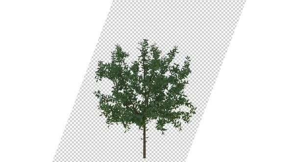 Growing Tree 4K