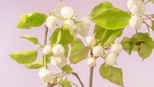 Pear Fruit Flower Blossom Timelapse  alt