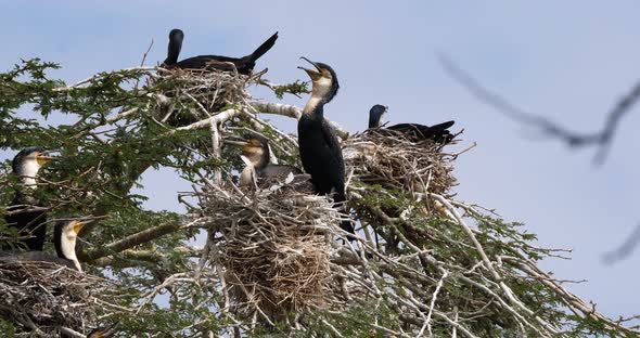 Reed Cormorant or Long-Tailed Cormorant, phalacrocorax africanus, Nesting on the Top of a Tree alt