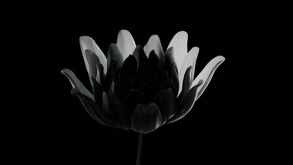 White Flower Opening On Black Background