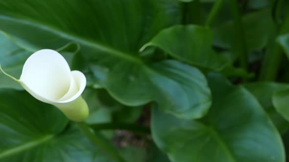 White Calla Lily Flower and Dark Green Leaves