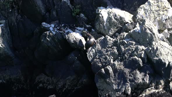 Wild fur seal on the cliff in Milford Sound, New Zealand alt