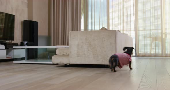Active Dachshund in Striped Tshirt Runs Across Room and Hides Behind the Sofa alt