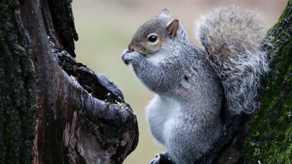 Gray squirrel on a tree eating food in the winter season