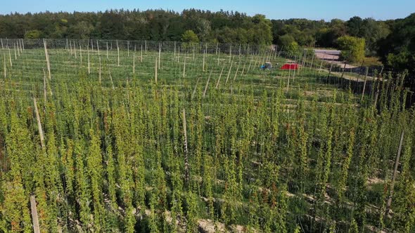 Agricultural Workers Harvest Hops in the Field alt