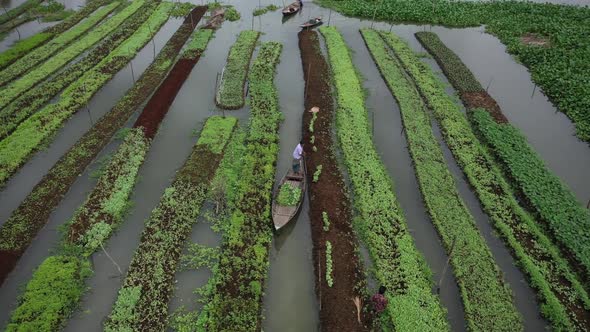 Aerial view of farmers doing the harvest in Banaripara, Barisal, Bangladesh. alt