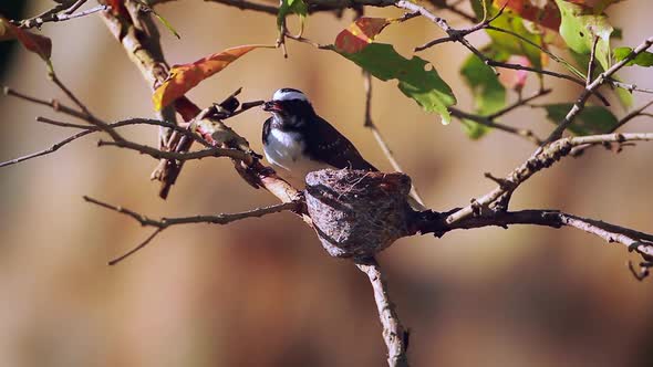 White-browed fantail flycatcher in Sri Lanka alt