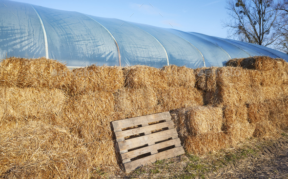 Hay bales used to insulate a pvc tunnel greenhouse. - Stock Photo - Images
