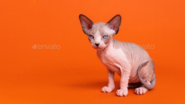 Portrait of Sphynx Hairless Cat of Seal Mink and White Color Sitting on Orange Background
