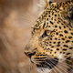 Close up of a Leopard&#39;s head in Kruger. - PhotoDune Item for Sale
