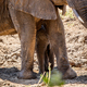 Baby African Elephant standing with his mother. - PhotoDune Item for Sale