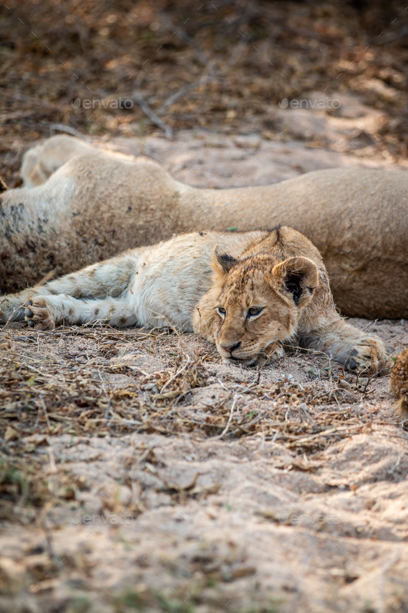 Laying cub laying in the sand in the Kruger. - Stock Photo - Images