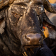 Close up of an old African buffalo with an Oxpecker. - PhotoDune Item for Sale