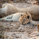 Laying cub laying in the sand in the Kruger. - PhotoDune Item for Sale