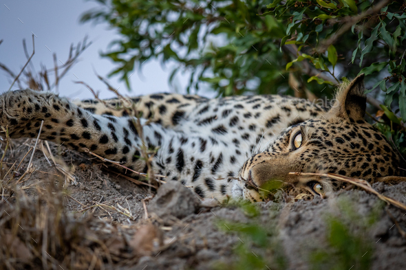 Close up of a Female Leopard sleeping. - Stock Photo - Images