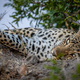 Close up of a Female Leopard sleeping. - PhotoDune Item for Sale