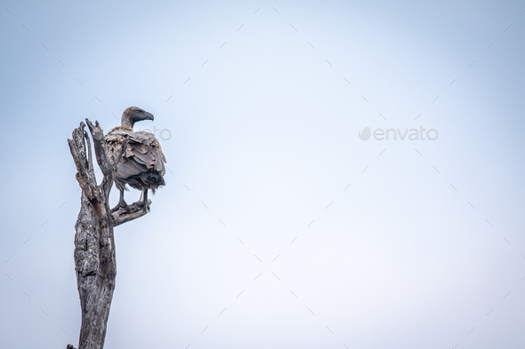 White-backed vulture sitting in a dead tree. - Stock Photo - Images