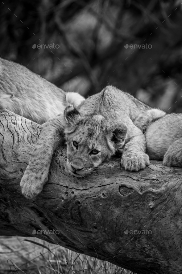 Lion cubs sitting on a fallen tree. - Stock Photo - Images