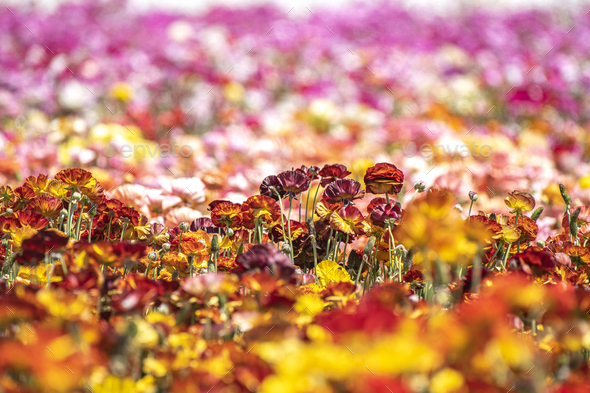 Flower field during spring - Stock Photo - Images