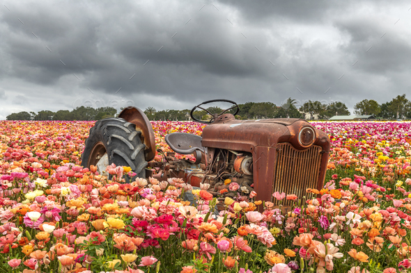 Antique tractor in wild flower field - Stock Photo - Images