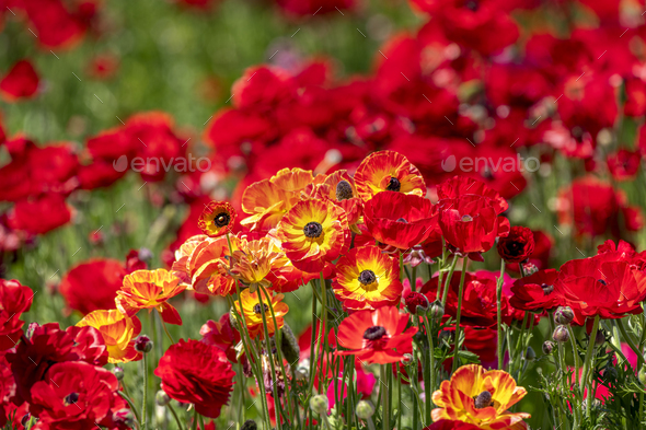 Colorful ranunculus flowers - Stock Photo - Images