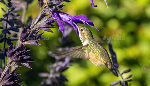 Hummingbird feeding - Stock Photo - Images